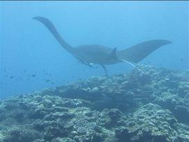 ��������ۑ����Ă���Đ����Ă�������