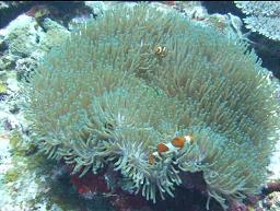 ��������ۑ����Ă���Đ����Ă�������